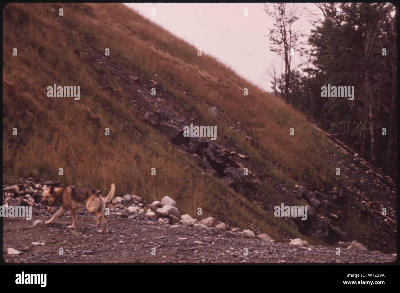 Gros plan du tas de résidus au réensemencement LA PLUS GRANDE MINE DE TITANE ADMINISTRÉ PAR NL INDUSTRIES AU DANS LES ADIRONDACK, TAHAWUS FOREST PRESERVE. L'ENSEMENCEMENT EST UN MÉLANGE DE SEMENCES, d'engrais et de coller l'alcoolisme Banque D'Images