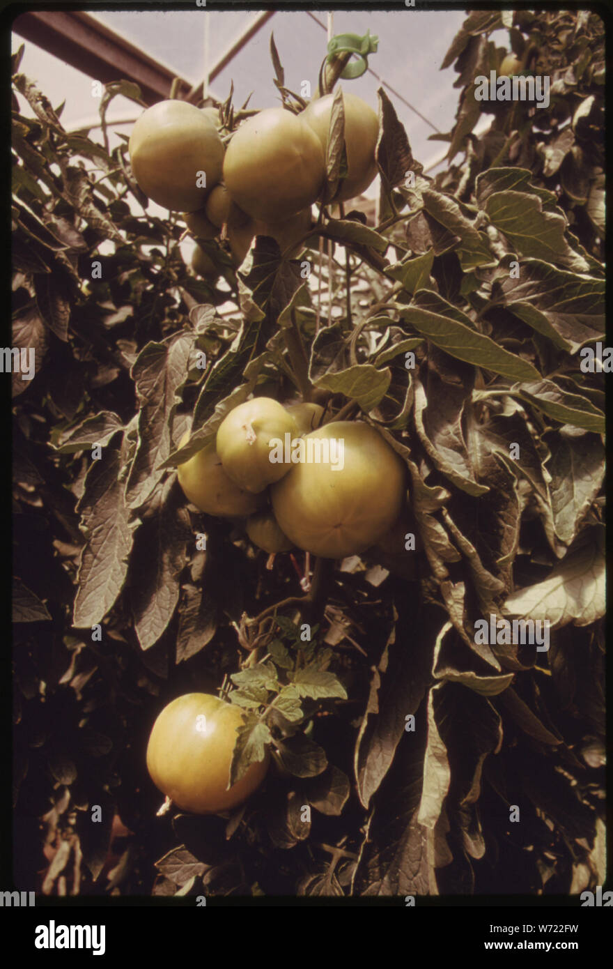 Vue rapprochée de tomates à l'intérieur de l'UNE DES SERRES SOLAIRES À L'UNIVERSITÉ DE L'ARIZONA ENVIRONMENTAL RESEARCH LABORATORY à Tucson. À une température élevée, de haute intensité l'agriculture, de l'environnement très humide est à l'étude. Les unités de l'UNIVERSITÉ DU Moyen-orient PRODUISENT 200 LIVRES DE LÉGUMES PAR ACRE PAR JOUR Banque D'Images