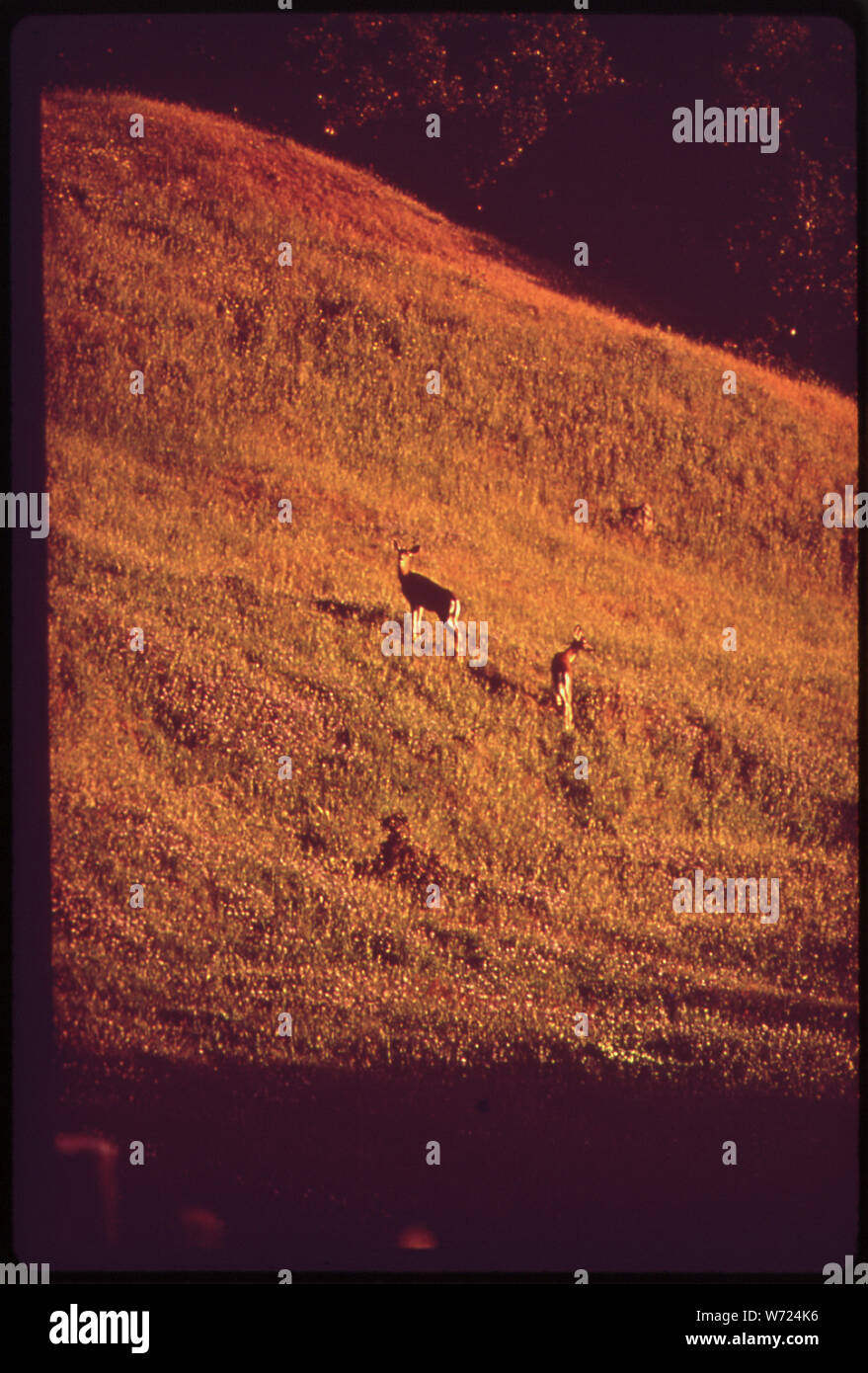 DEER AU COUCHER DU SOLEIL. (À PARTIR DES SITES D'EXPOSITION. Pour d'AUTRES IMAGES DE CETTE AFFECTATION, VOIR FICHE Nombres 11, 12, 13, 14, 15, 16, 17.) Banque D'Images
