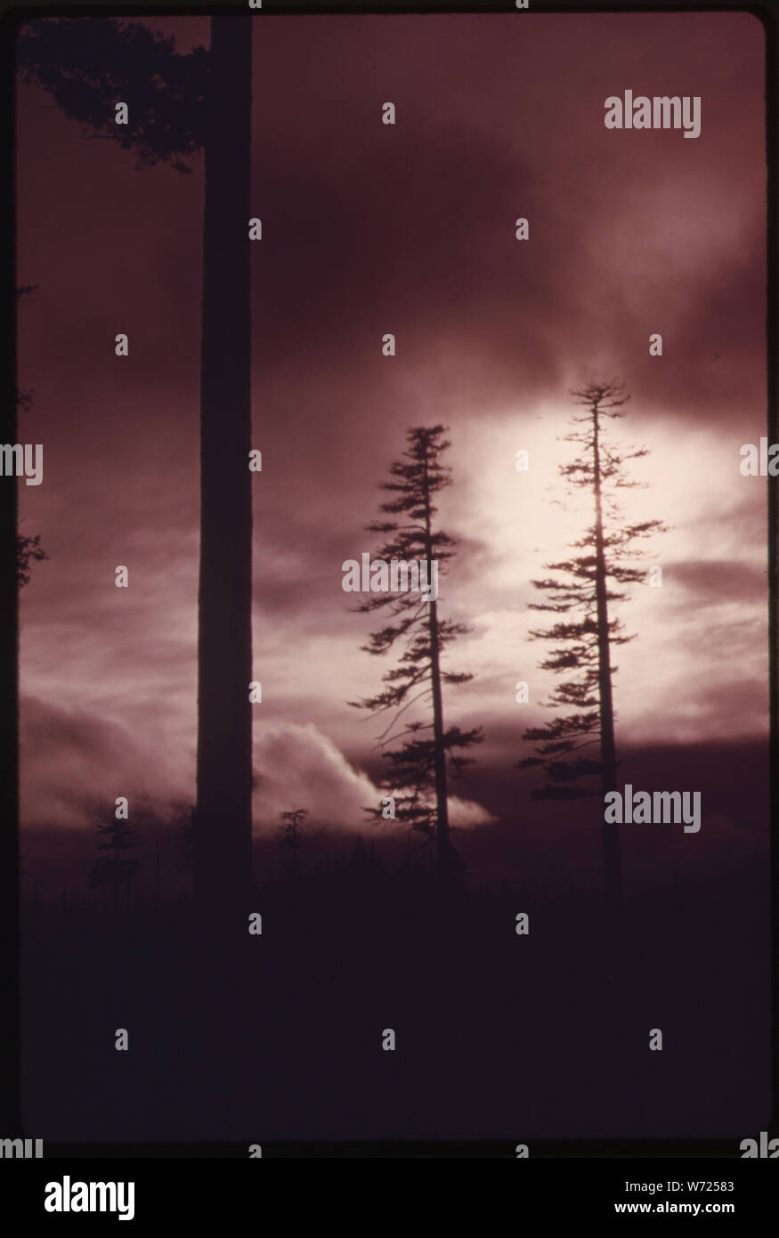 Arbres DOUGLAS PLUS DE 80 ANS DANS LE NATIONAL OLYMPIQUE, TIMBERLAND WASHINGTON. Près de OLYMPIC NATIONAL PARK Banque D'Images