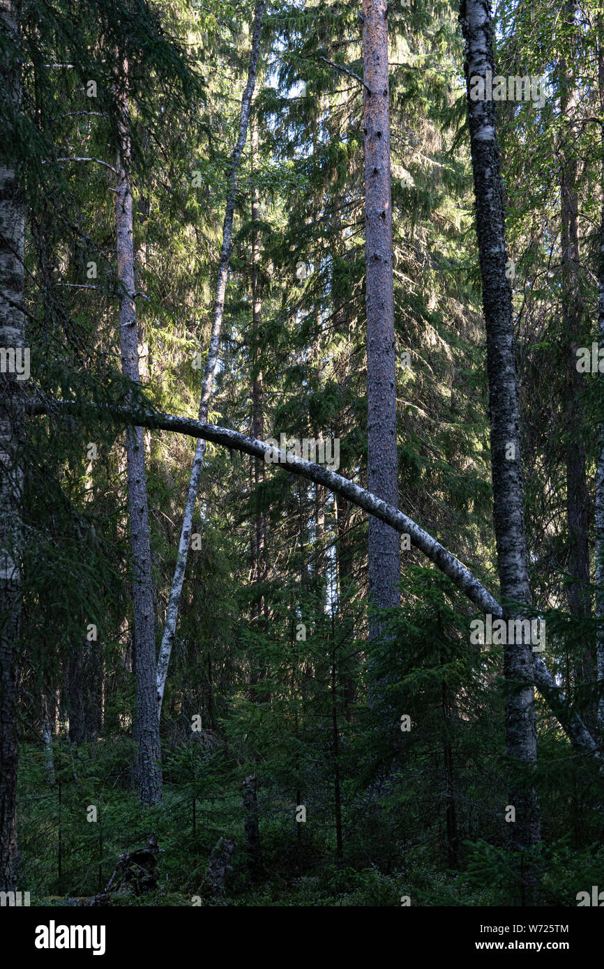 La forêt sur Storön Mögreven,l'île sur le lac de Värmland, Suède Banque D'Images