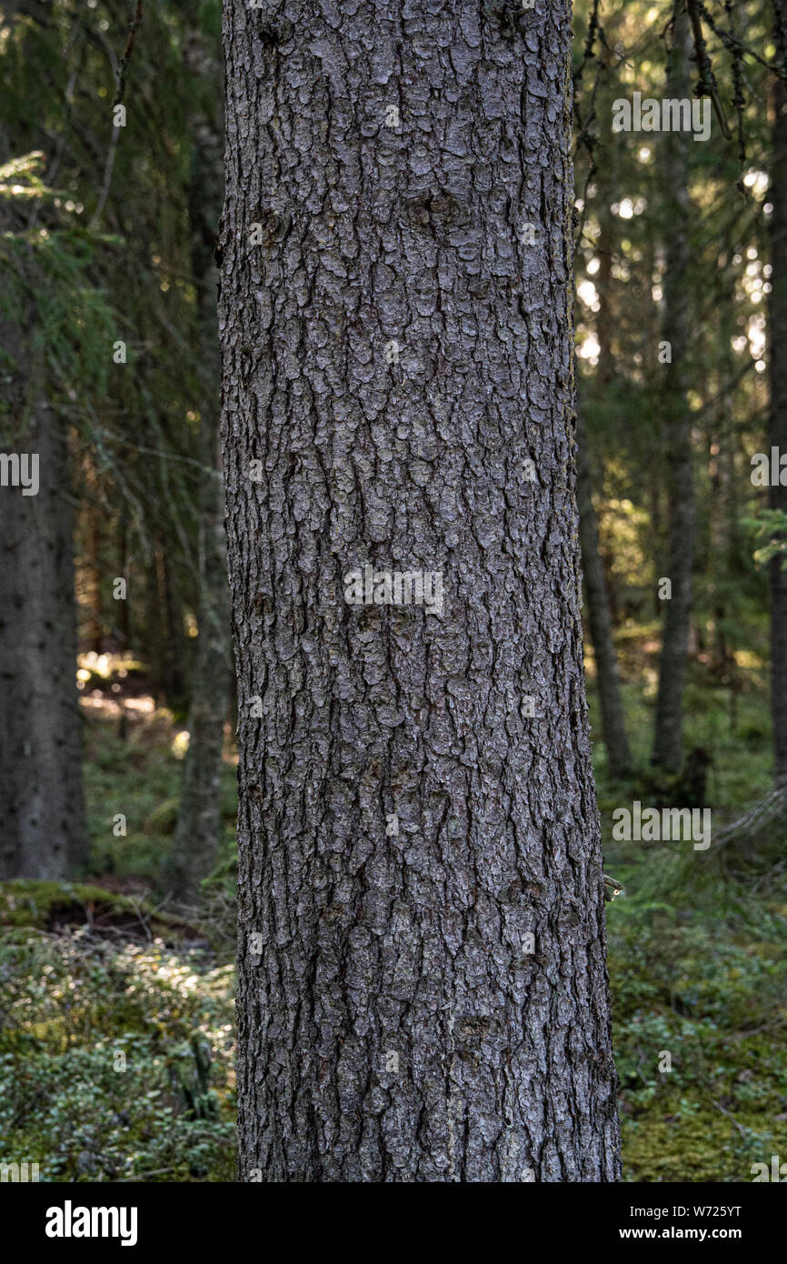 La forêt sur Storön Mögreven,l'île sur le lac de Värmland, Suède Banque D'Images