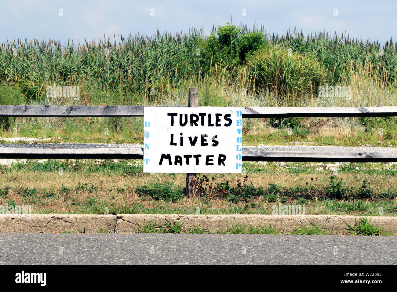 Les tortues marines vit question. Un décollage de Black vit Question relative à la conservation. Wildwood Crest, New Jersey, USA Banque D'Images