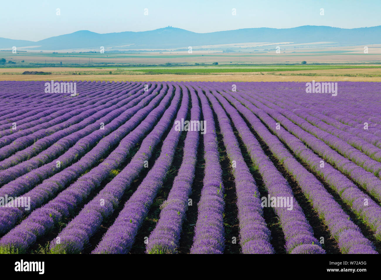 Fleur de lavande parfumés en fleurs des champs dans les lignes sans fin. Banque D'Images Fleur de lavande parfumés en fleurs des champs dans les lignes sans fin. Banque D'Images