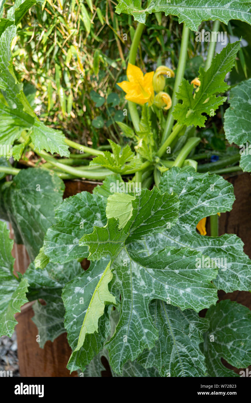Courge (Cucurbita moschata) plante avec des fleurs Banque D'Images