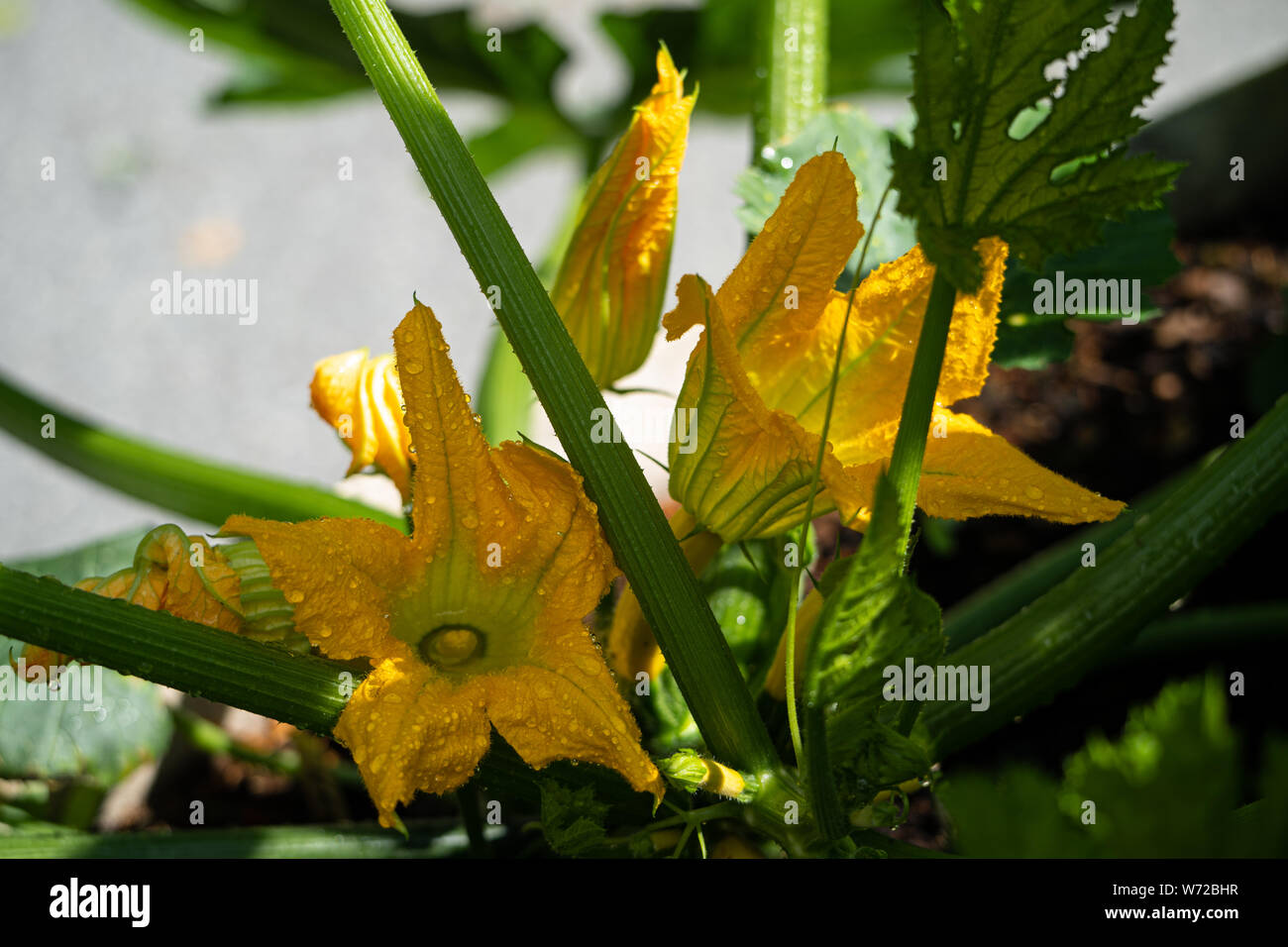 Courge (Cucurbita moschata) plante avec des fleurs Banque D'Images