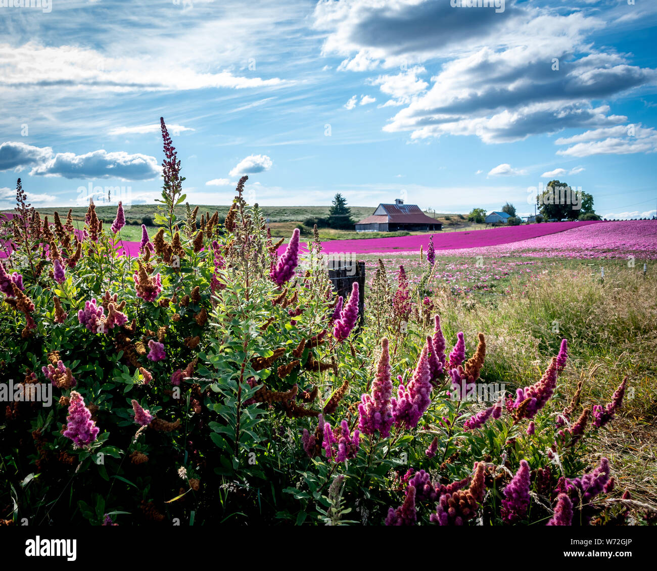 Belle fleur fleurs rose avec la ferme et les champs de fleurs, une vieille grange dans la distance et le ciel bleu. Banque D'Images
