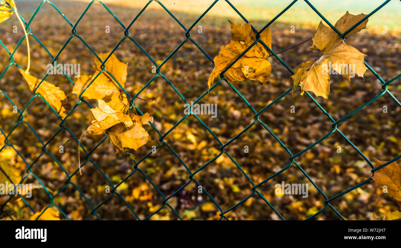 Feuillage de l'automne dans la région de fence Banque D'Images