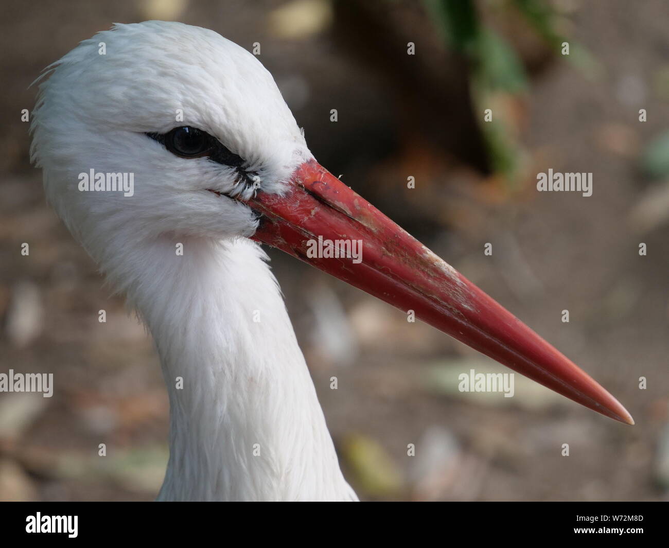 Stork sur le sol, une ambiance conviviale, calme, d'oiseaux Banque D'Images