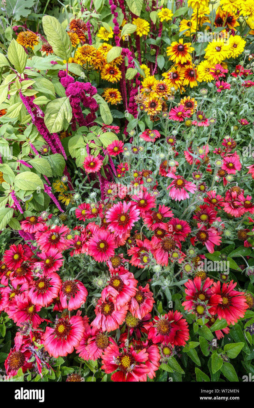 Blanket Flower, Gaillardia pulchella, Rudbeckia, Amaranth, fleurs mélangées dans le jardin d'été plantes annuelles dures fleurs rouges dans une frontière de juillet Banque D'Images