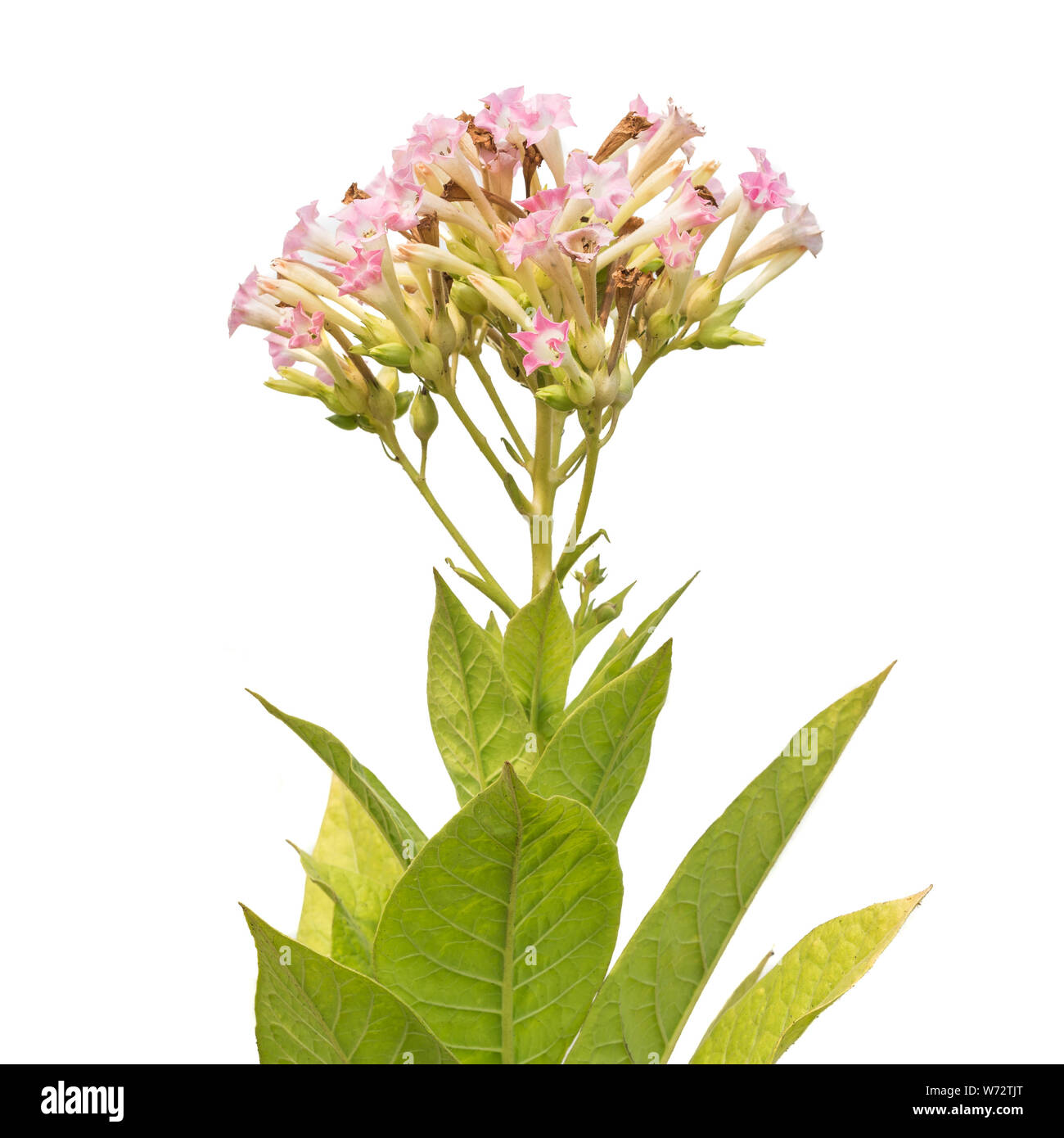 Fleur et feuille de plante de tabac isolé sur fond blanc Banque D'Images