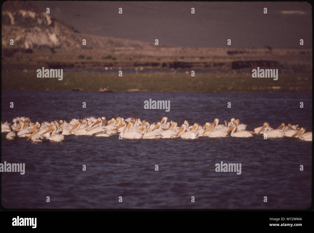 Les pélicans se nourrissant de Pyramid Lake. ANAHOE ISLAND, SUR LE LAC EST UN SANCTUAIRE DE LA FAUNE FÉDÉRAUX ET DE REPRODUCTION PÉLICAN Banque D'Images