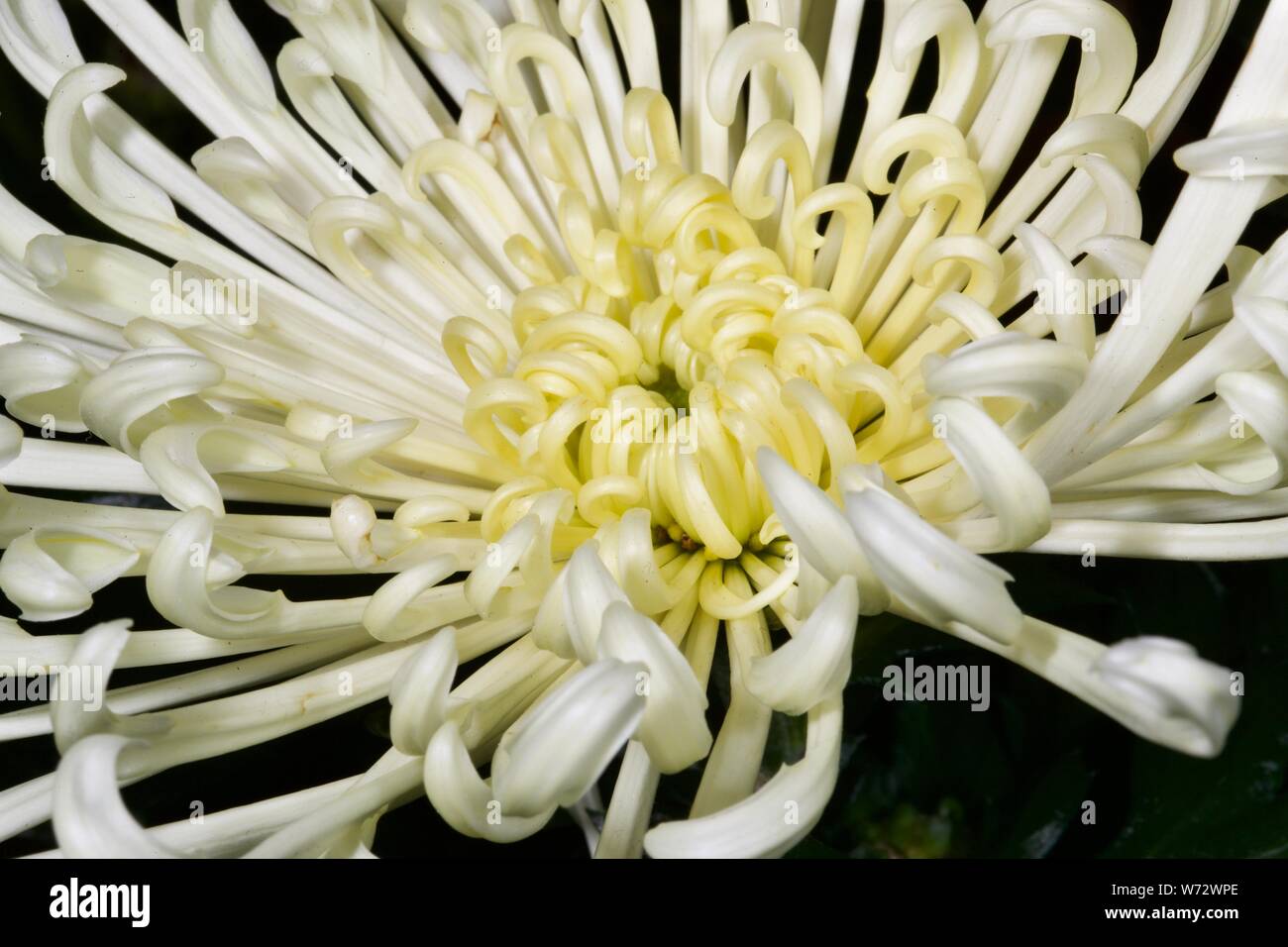 Chrysanthème d'artifice Banque D'Images