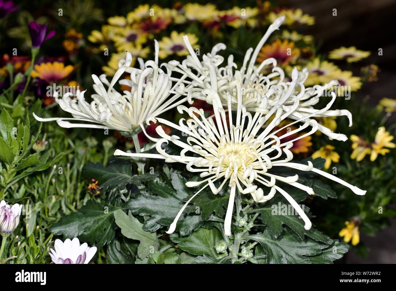 Chrysanthemum firework Banque de photographies et d’images à haute