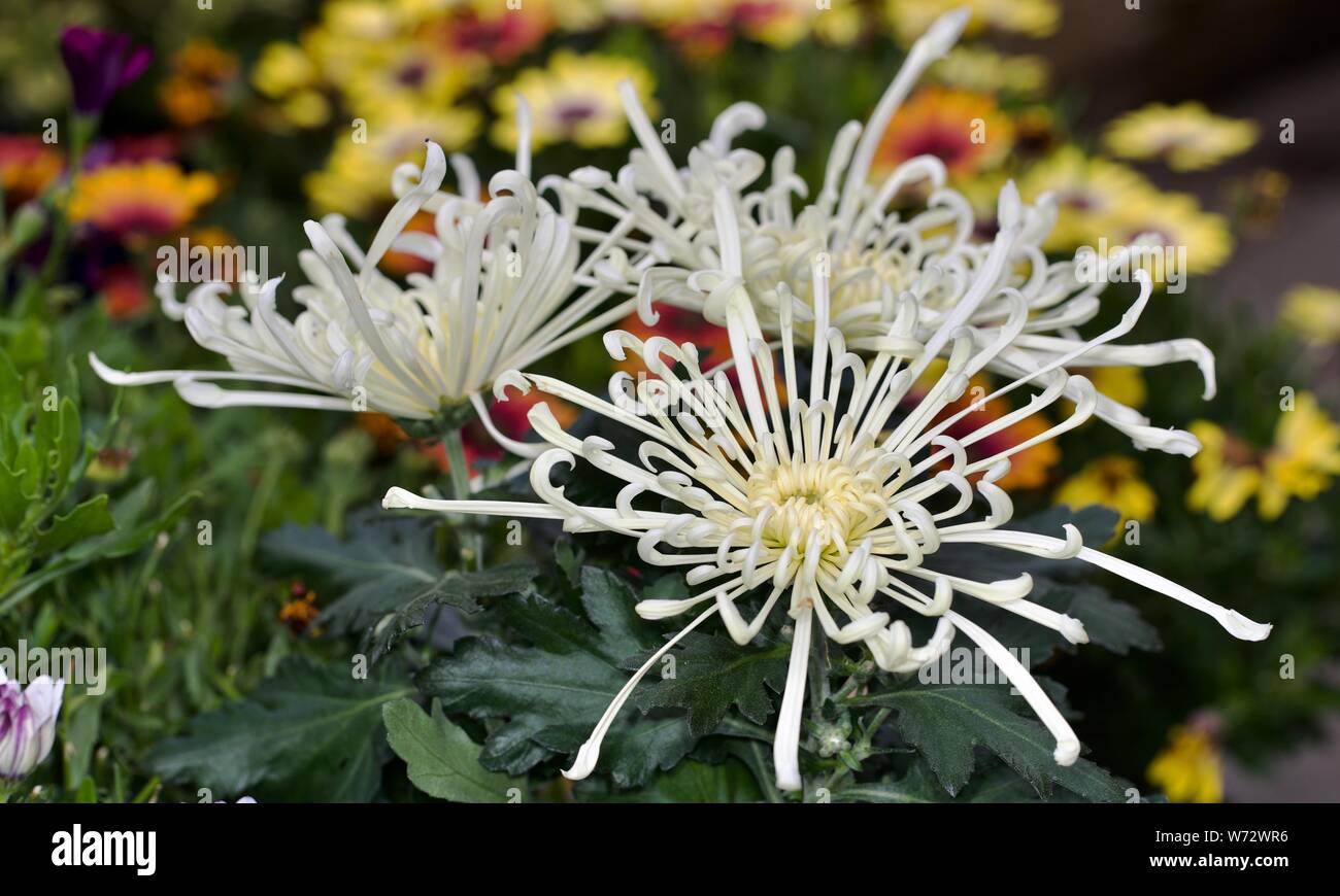 Chrysanthème d'artifice Banque D'Images