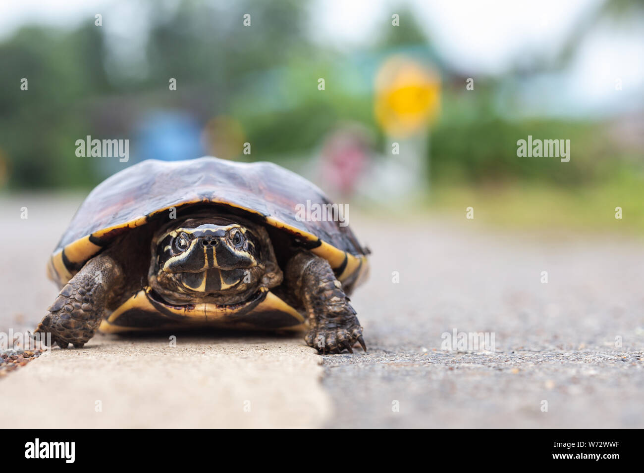 Close up petite tortue marcher sur la route Banque D'Images