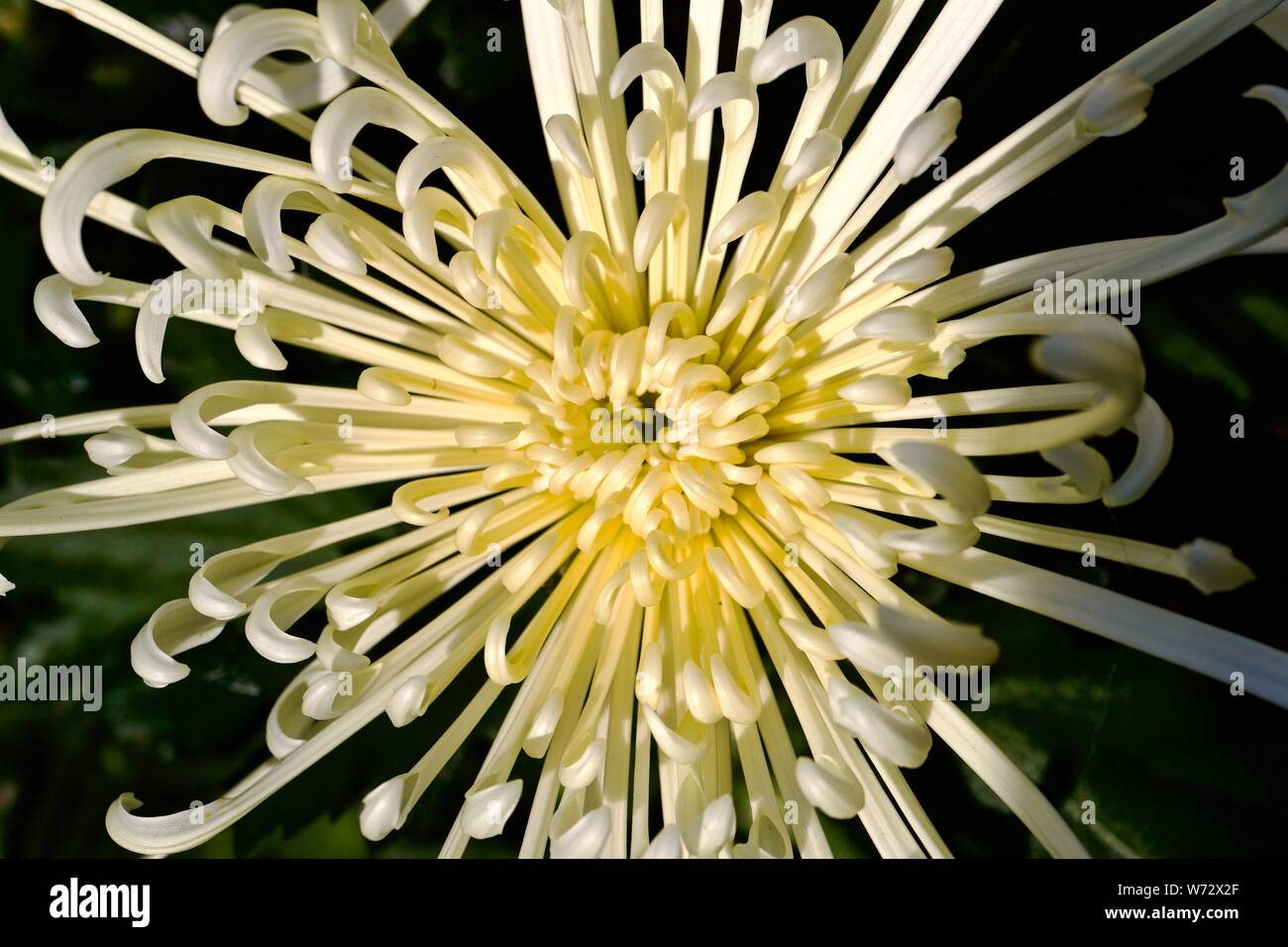 Chrysanthème d'artifice Banque D'Images