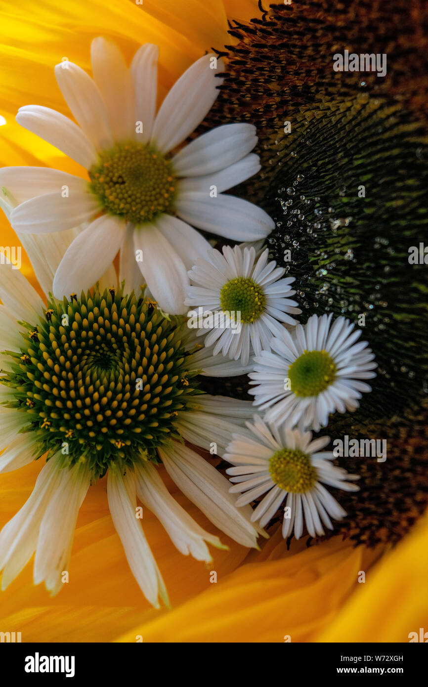 Une image en gros plan d'un tournesol ornée de trois types de DAISY. La marguerite blanche, le jardin sauvage, Daisy et un type de l'échinacée Banque D'Images