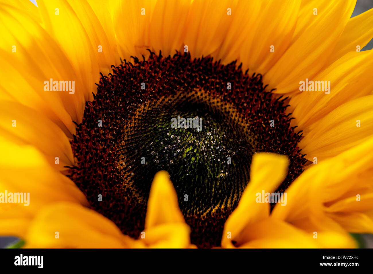 Une image en gros plan d'un grand tournesol dans pleine floraison montrant son centre qui aime manger les oiseaux à l'automne, lorsque les graines sont formées Banque D'Images