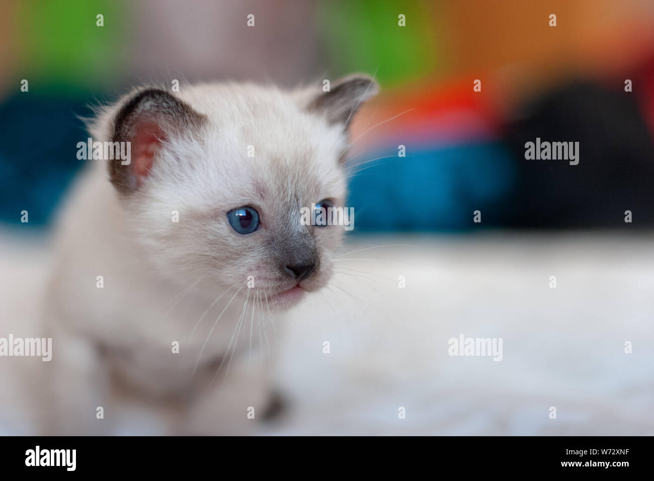 Bebe Siamois Banque D Image Et Photos Alamy Bebe Siamois Banque D Image Et Photos Alamy