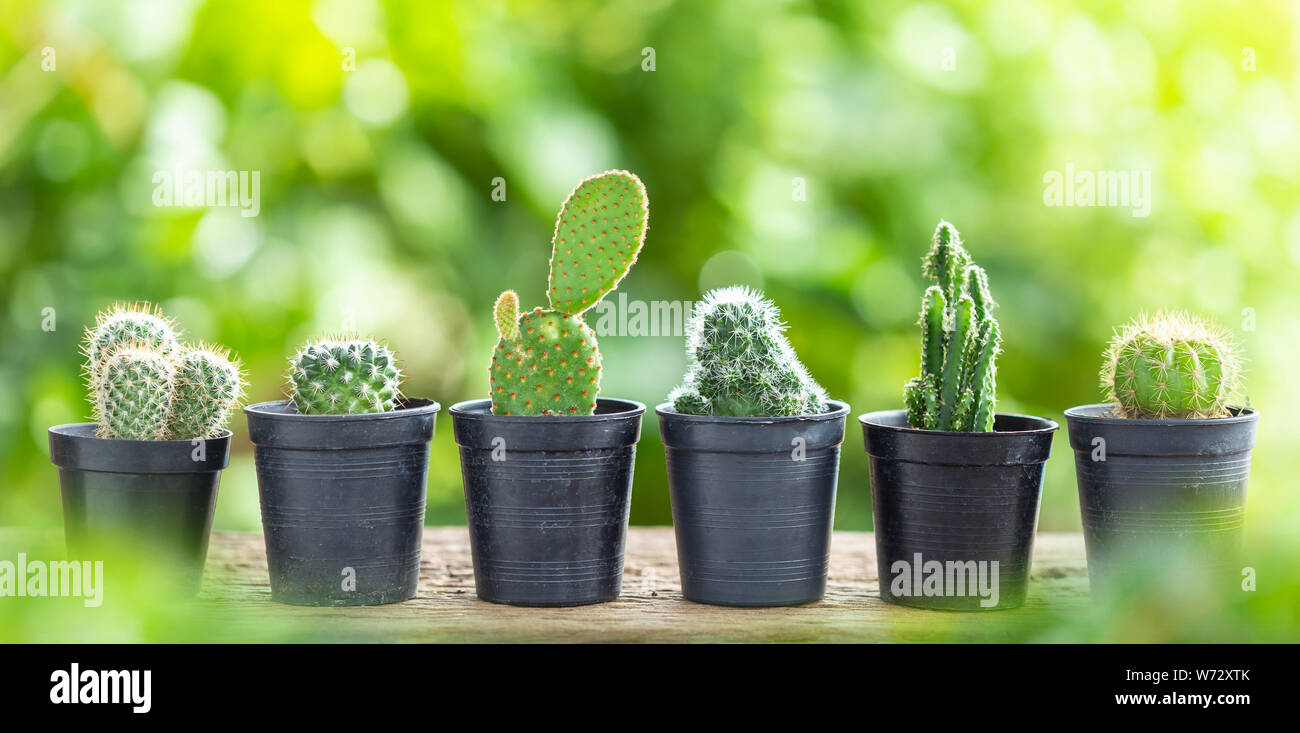 Différents petits cactus en pot en plastique sur la table en bois avec green nature soleil Banque D'Images