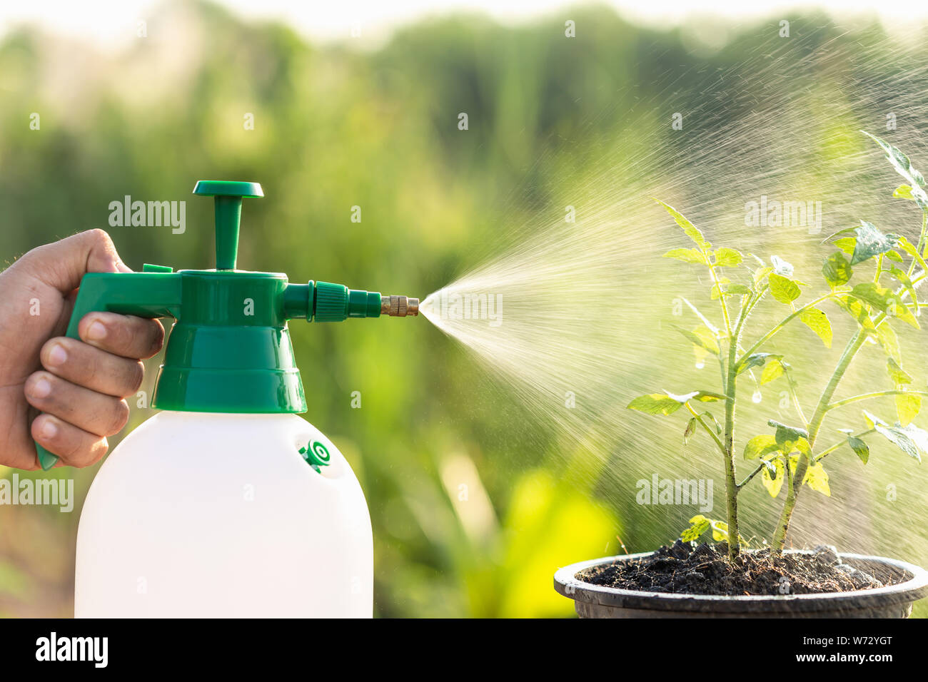 Hand holding watering can et la pulvérisation de jeune plant de tomate dans le jardin à l'heure du matin Banque D'Images