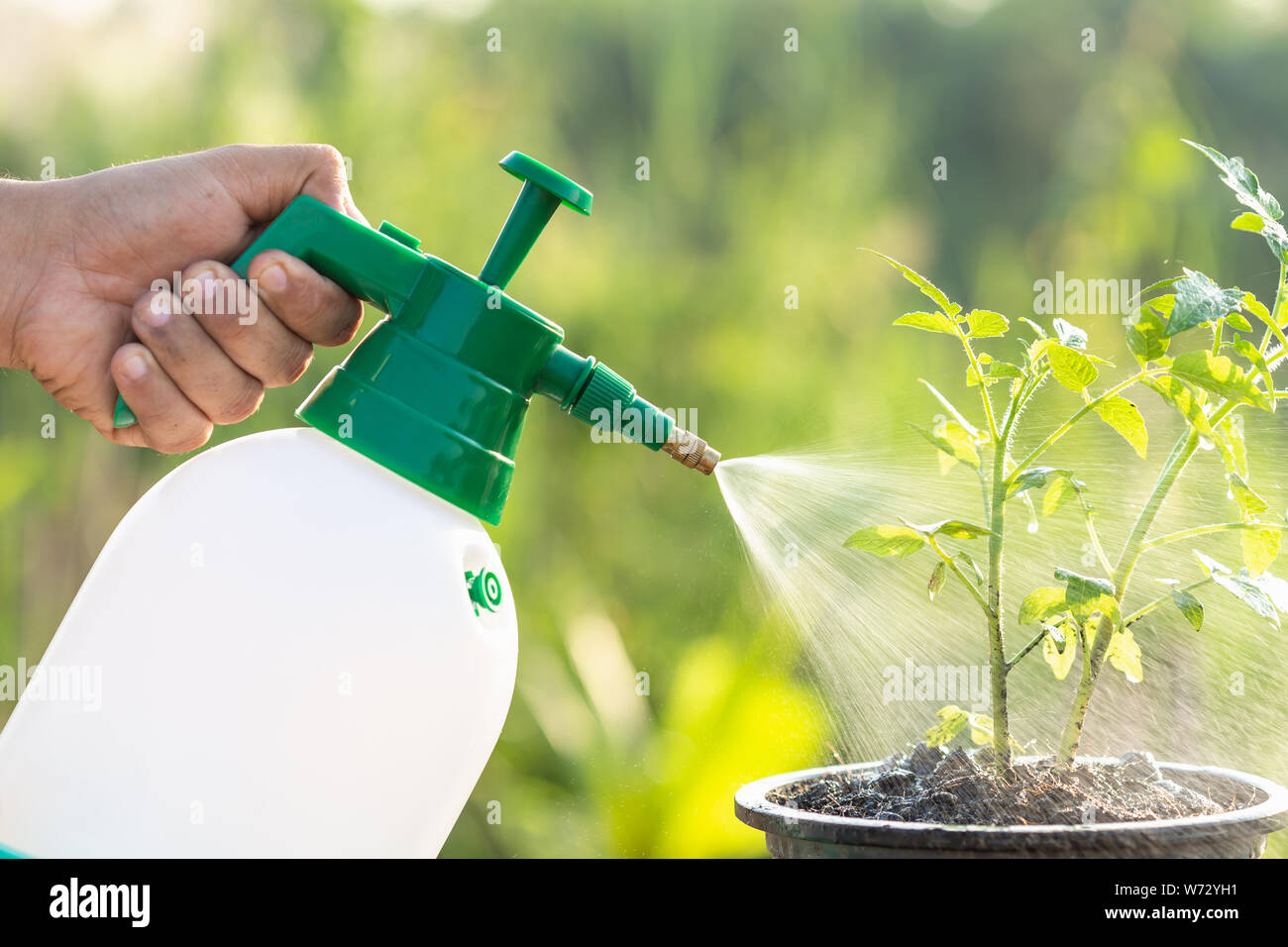 Hand holding watering can et la pulvérisation de jeune plant de tomate dans le jardin à l'heure du matin Banque D'Images
