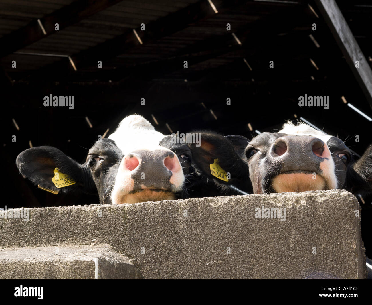 Les vaches à plus d'un mur, UK Banque D'Images
