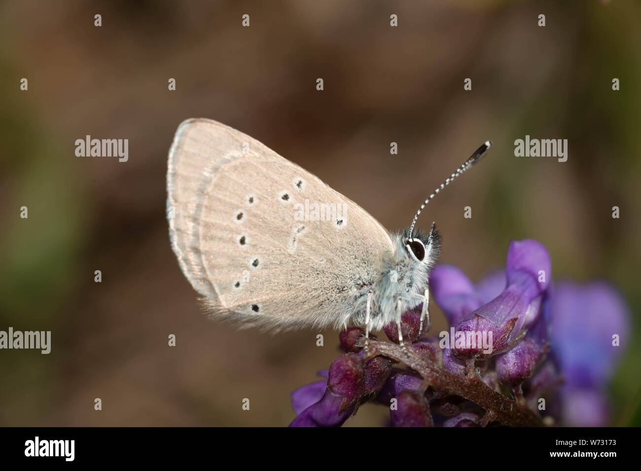Un papillon bleu, argenté Glaucopsyche lygdamus, perché sur vesce jargeau, Vicia cracca, au printemps dans le centre de l'Alberta, Canada Banque D'Images