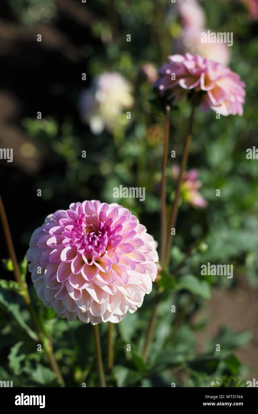 Dahlia 'Cupcake' à Swan Island Dahlias à Canby, en Oregon, USA. Banque D'Images