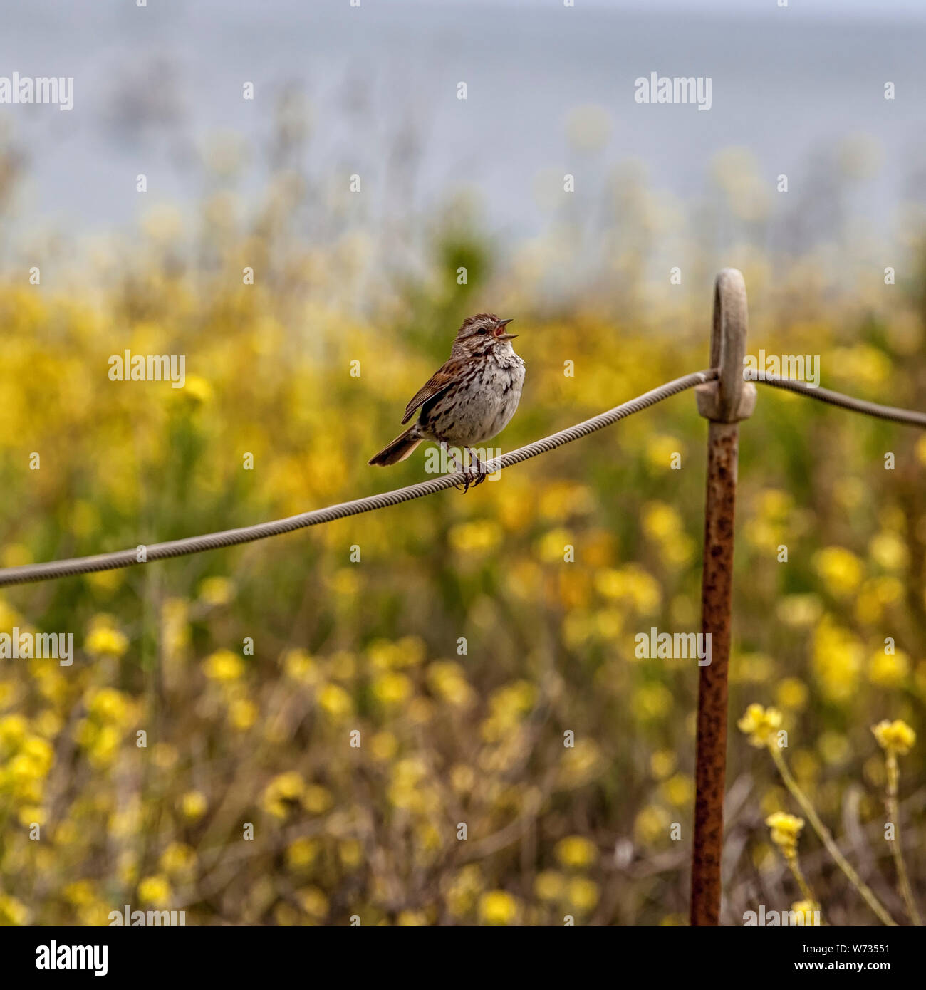 Bruant à couronne blanche - Zonotrichia leucophrys Banque D'Images