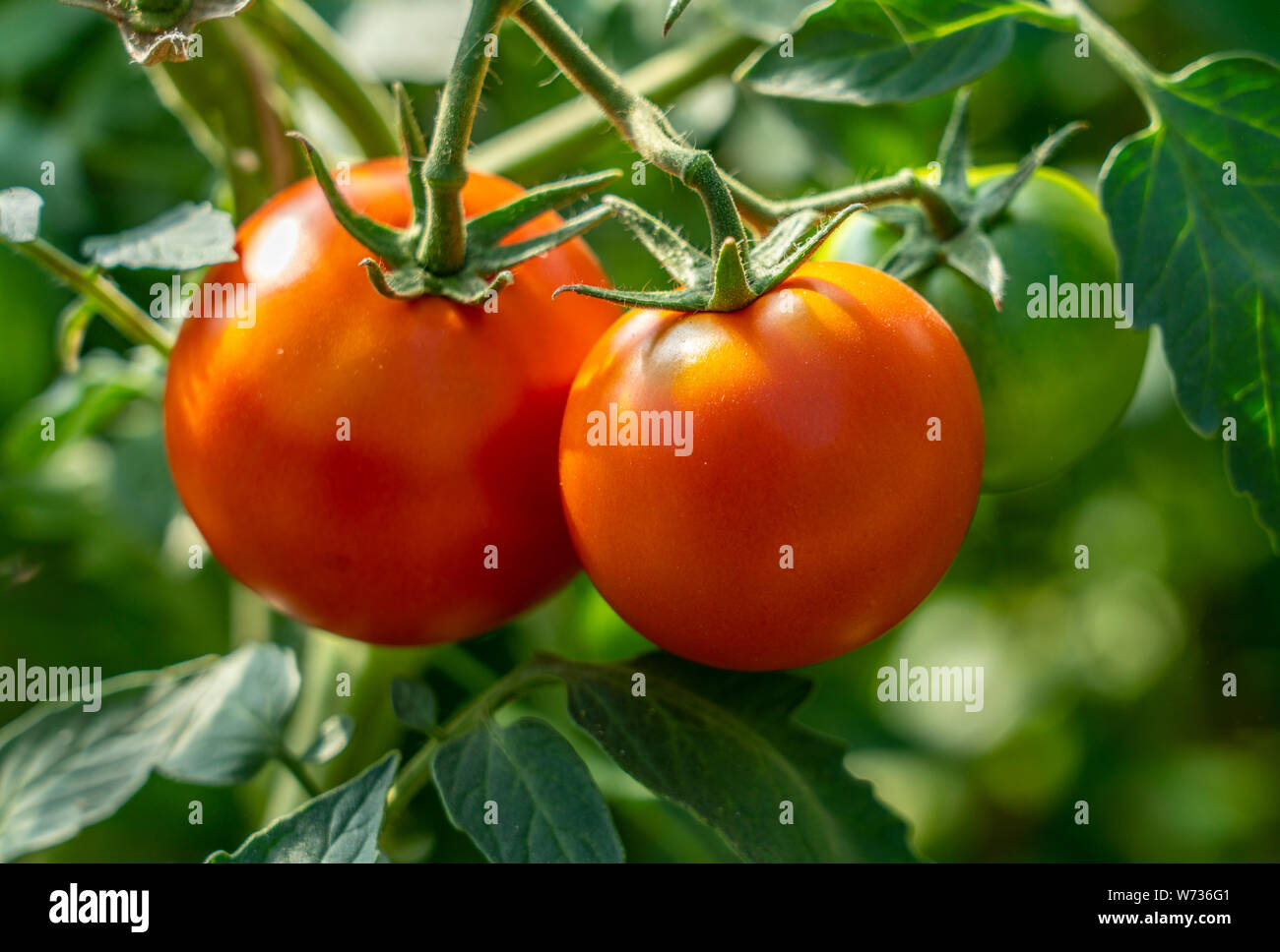 Tomates rouges mûres, close-up, suspendu à une branche d'une tomate Bush Banque D'Images