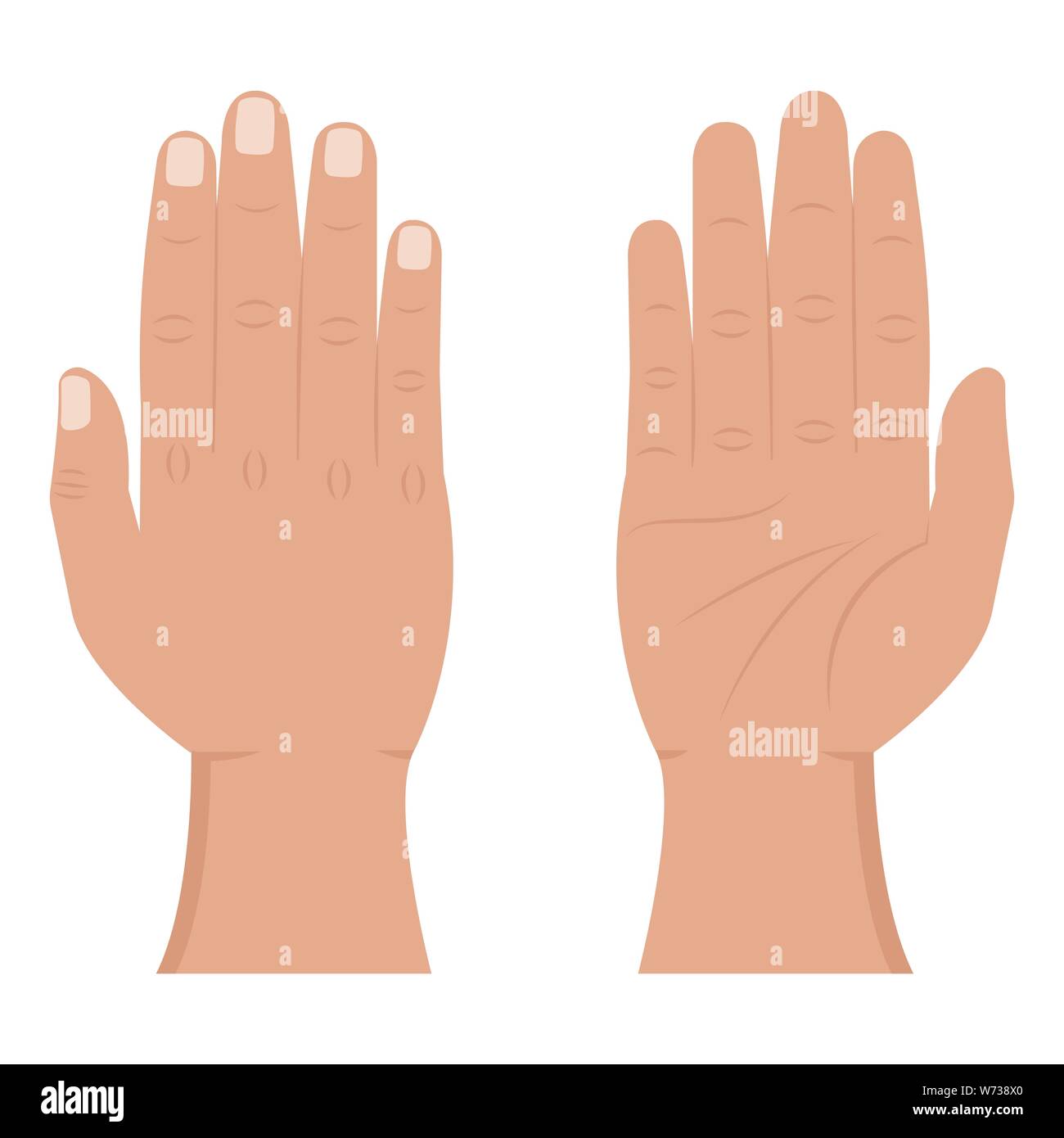 Voir la main de l'intérieur et l'extérieur de télévision d'icônes. Palm mâle, les doigts et le poignet. Membre supérieur humain vector illustration sur fond blanc Illustration de Vecteur