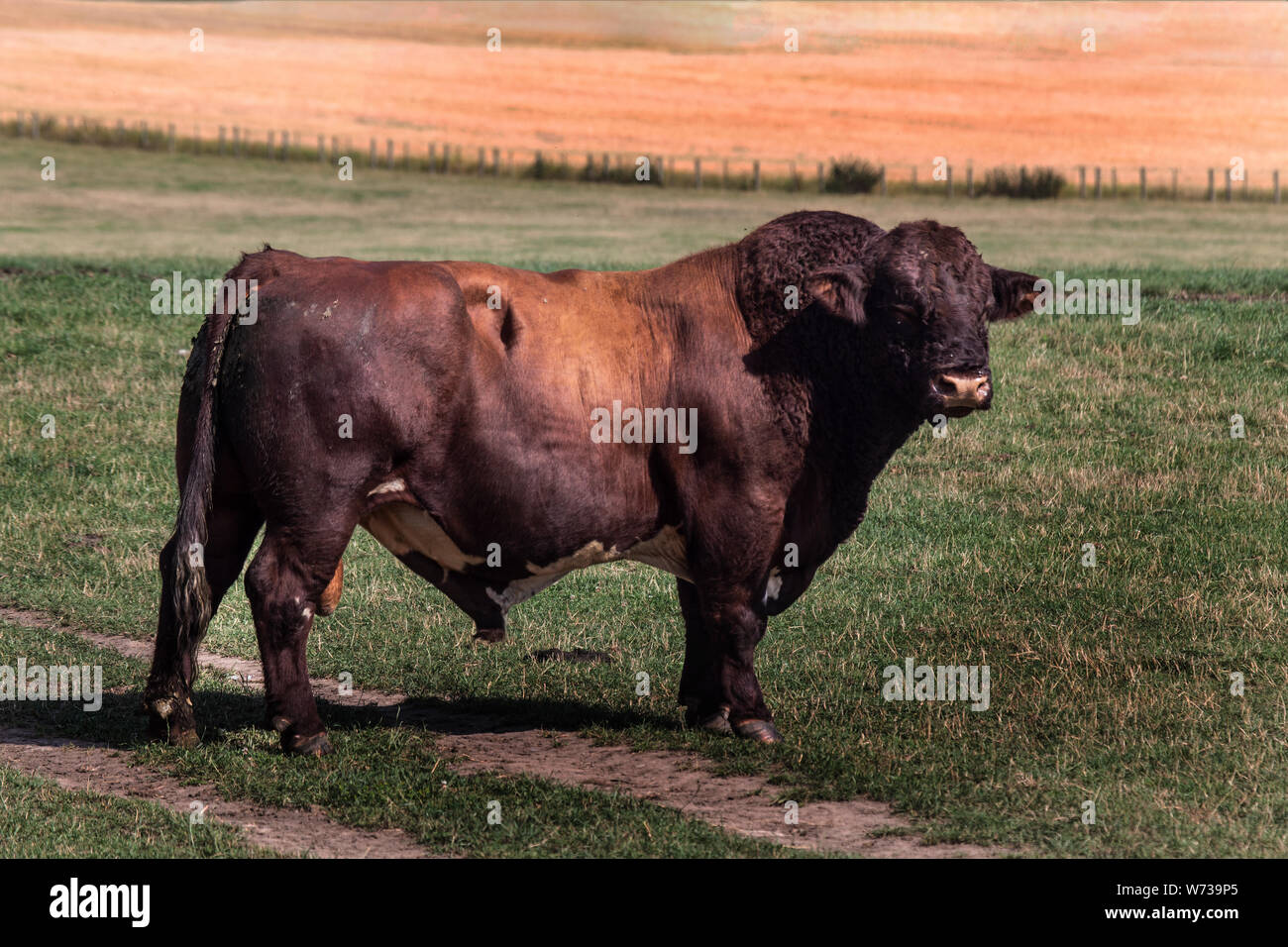 Bull est assez grande à très danger Banque D'Images