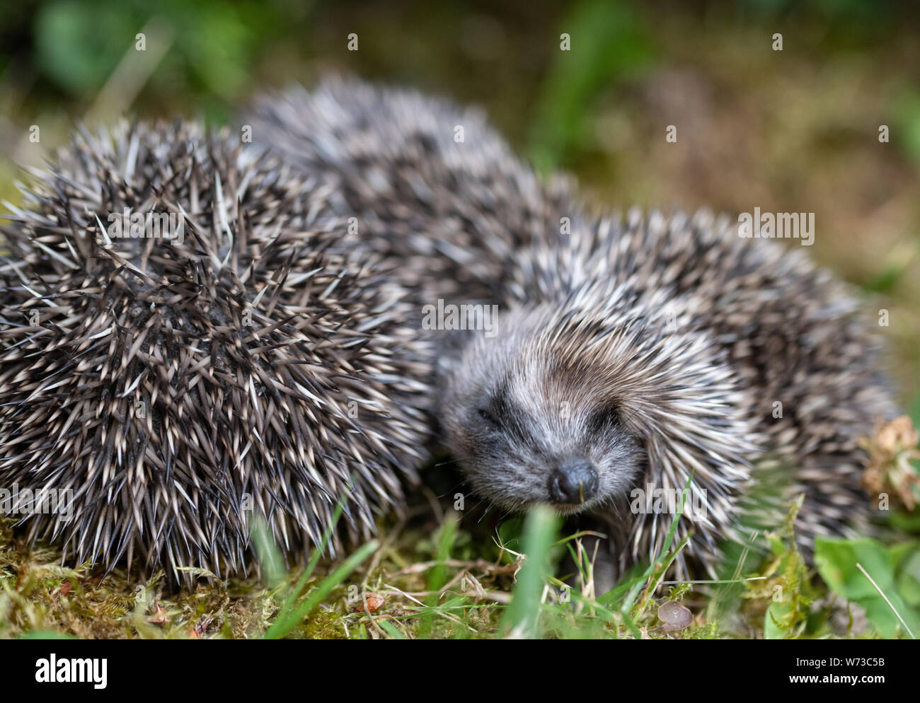 Baby hedgehogs Banque de photographies et d’images à haute résolution ...