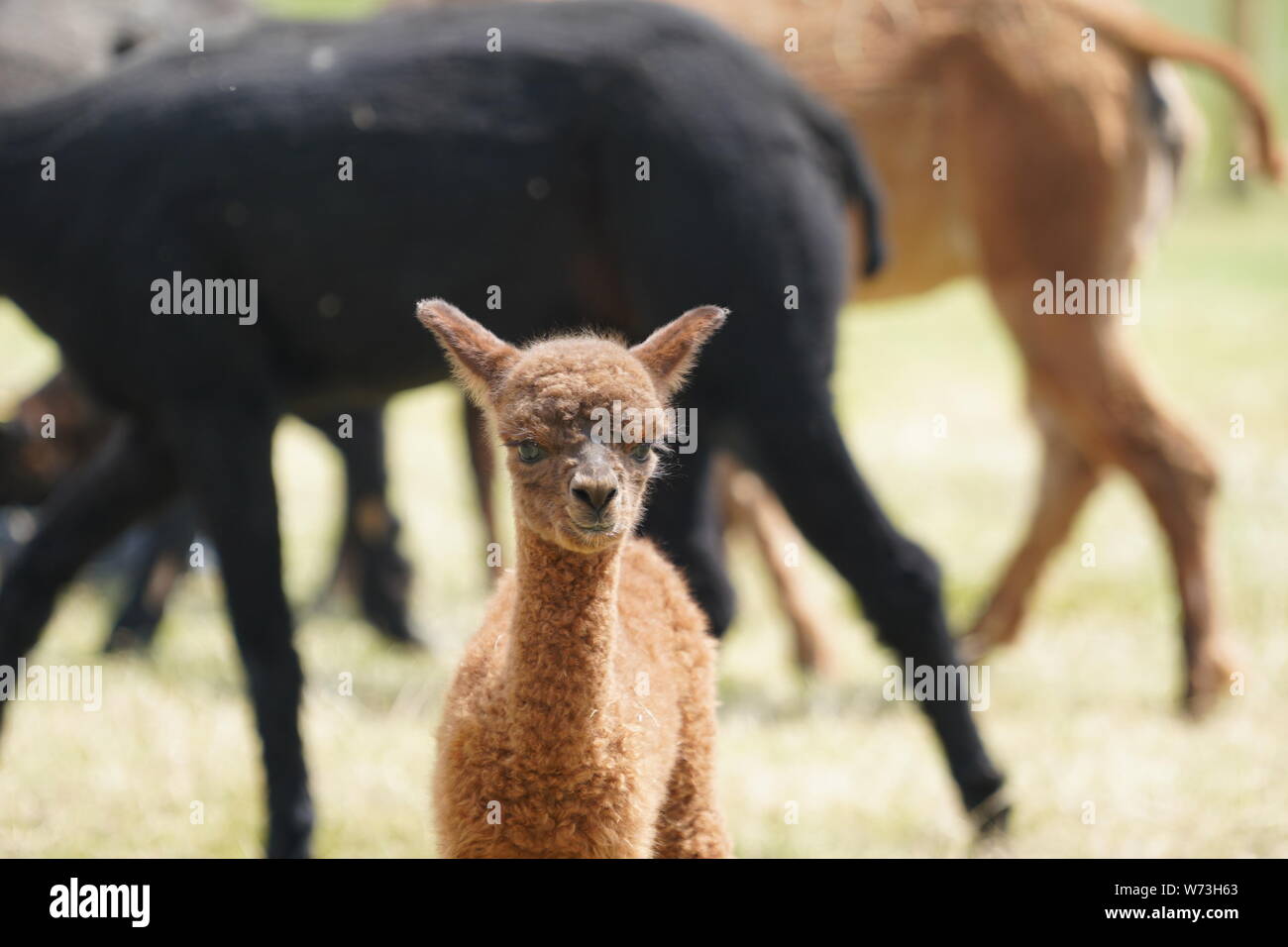 Bébé Alpaga face à l'avant Banque D'Images