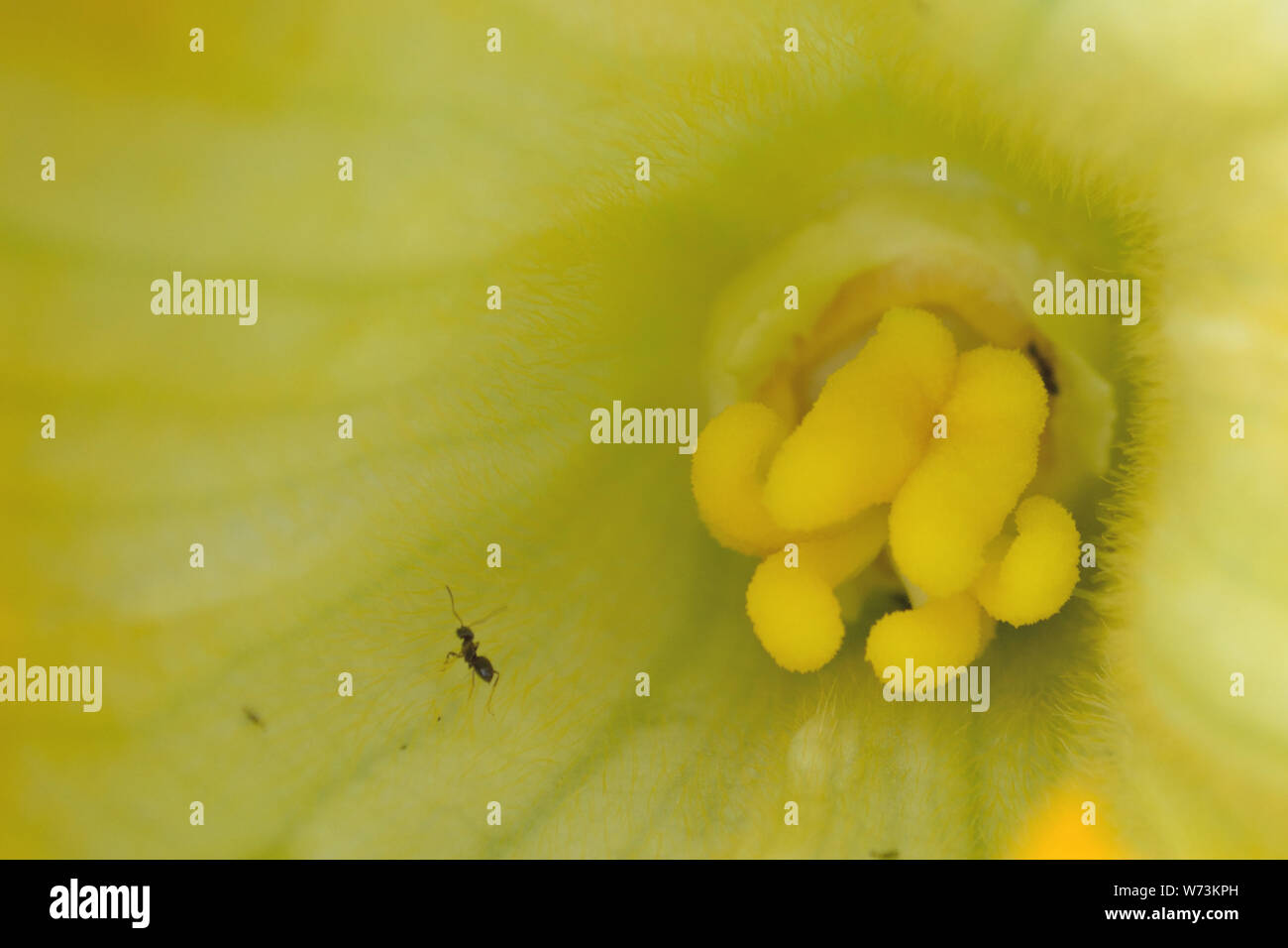 Les fourmis à l'intérieur jardin noir fleur de courgette Banque D'Images