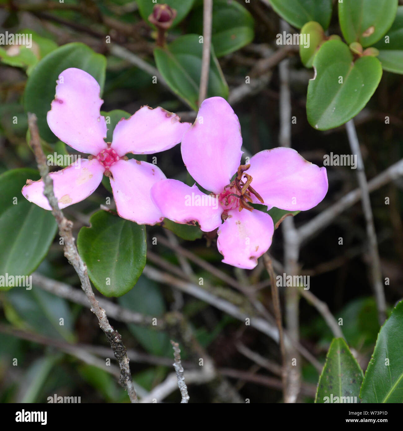 Fleurs A 4 Petales