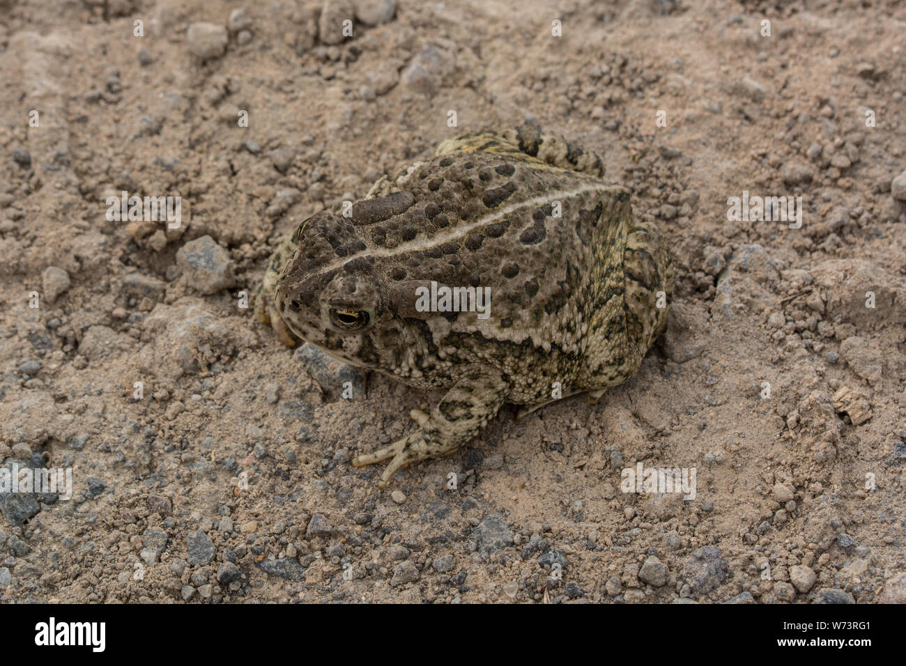 Rocky Mountain (Toad Anaxyrus woodhousii woodhousii) de Delta County, Colorado, USA. Banque D'Images
