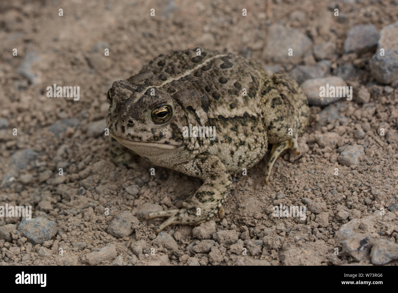 Rocky Mountain (Toad Anaxyrus woodhousii woodhousii) de Delta County, Colorado, USA. Banque D'Images