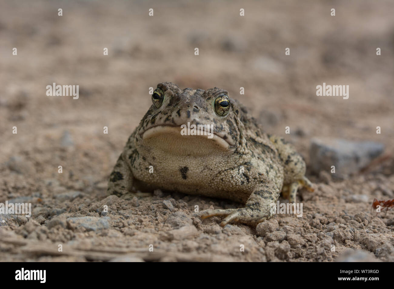 Rocky Mountain (Toad Anaxyrus woodhousii woodhousii) de Delta County, Colorado, USA. Banque D'Images