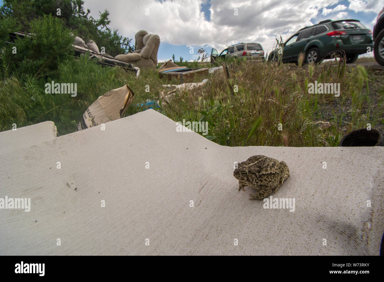 Rocky Mountain (Toad Anaxyrus woodhousii woodhousii) de Delta County, Colorado, USA. Banque D'Images