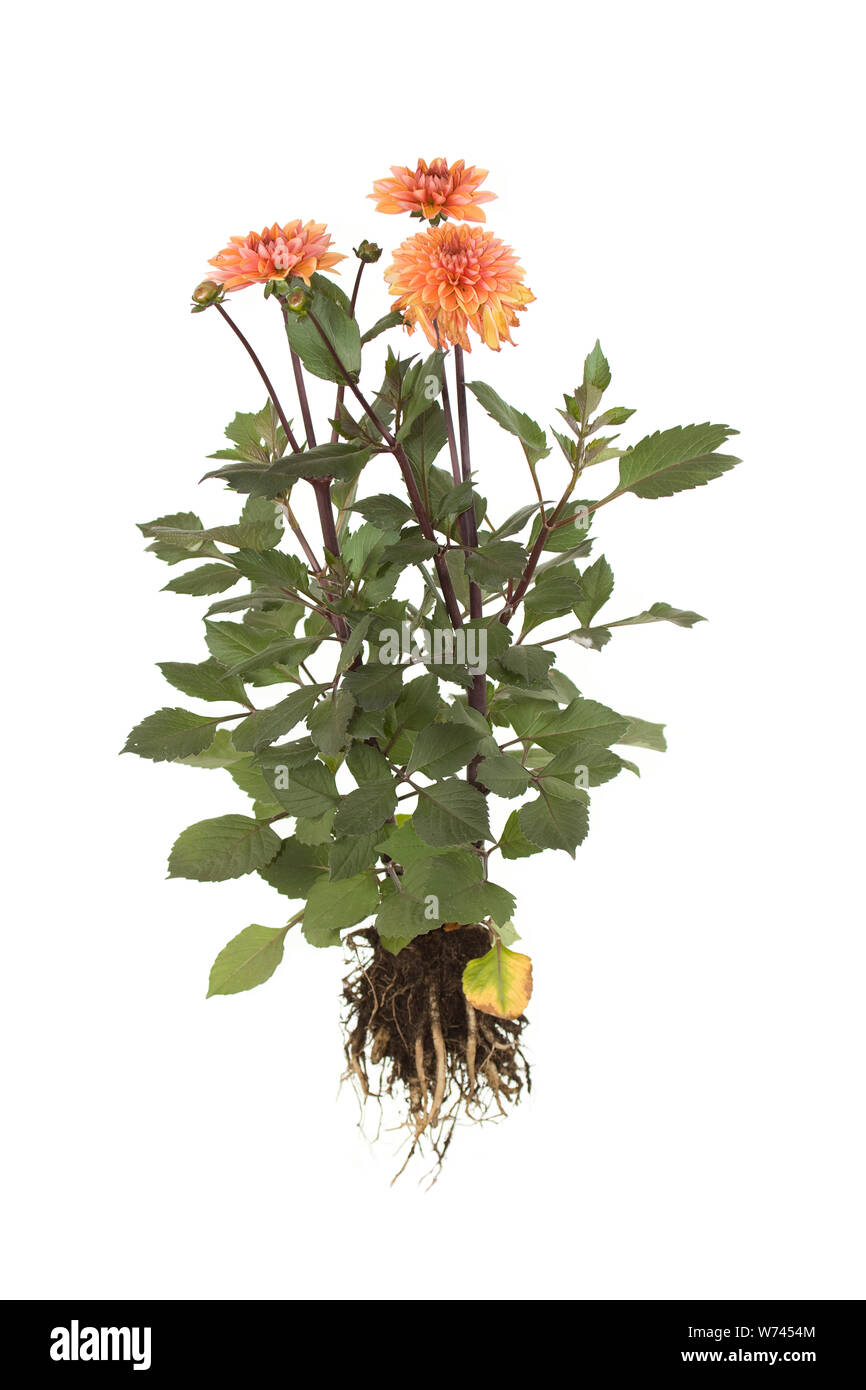Ensemble de l'amour de ma vie Dahlia sur fond blanc isolé Banque D'Images