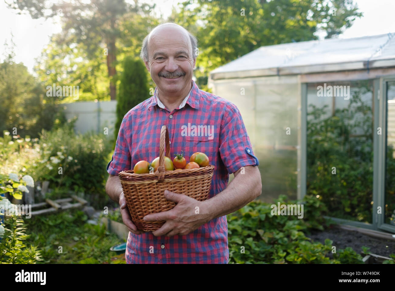 Senior hispanic farmer ramasser les tomates dans un panier Banque D'Images