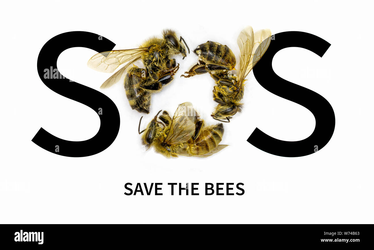 Sauver les abeilles SOS. Baisse des abeilles en raison de la destruction de l'habitat, la pollution et l'utilisation des pesticides, SOS texte avec O formés par les abeilles mortes sur un fond blanc Banque D'Images