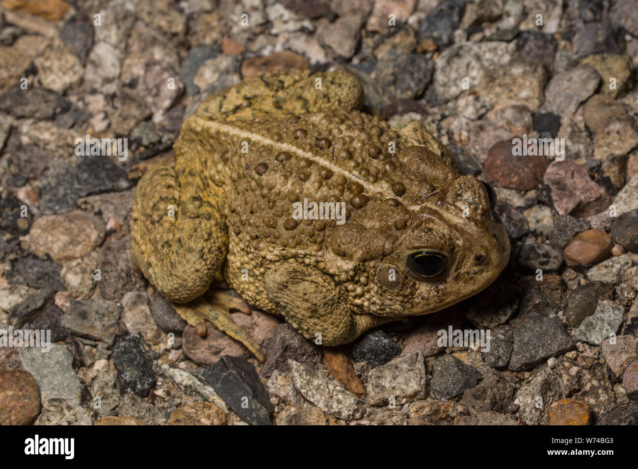 Rocky Mountain (Toad Anaxyrus woodhousii woodhousii de Mesa County, Colorado, USA. Banque D'Images