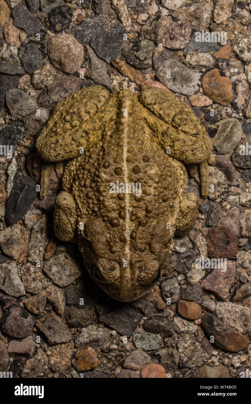 Rocky Mountain (Toad Anaxyrus woodhousii woodhousii de Mesa County, Colorado, USA. Banque D'Images