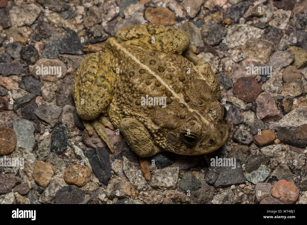 Rocky Mountain (Toad Anaxyrus woodhousii woodhousii de Mesa County, Colorado, USA. Banque D'Images