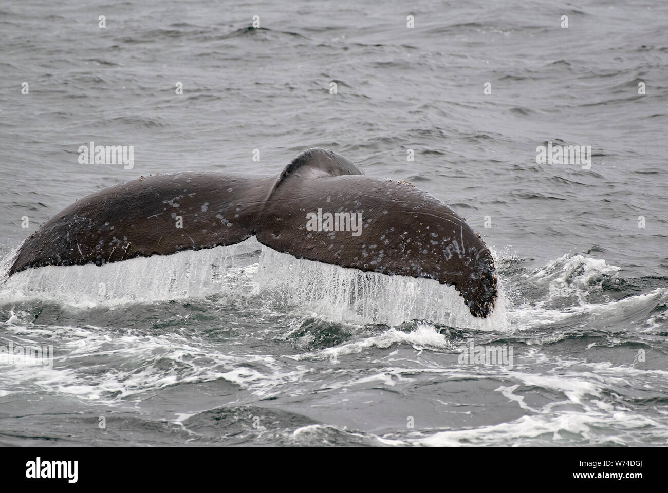Les baleines à bosse dans le Sud-Est de l'Alaska d'alimentation du filet à bulles Banque D'Images