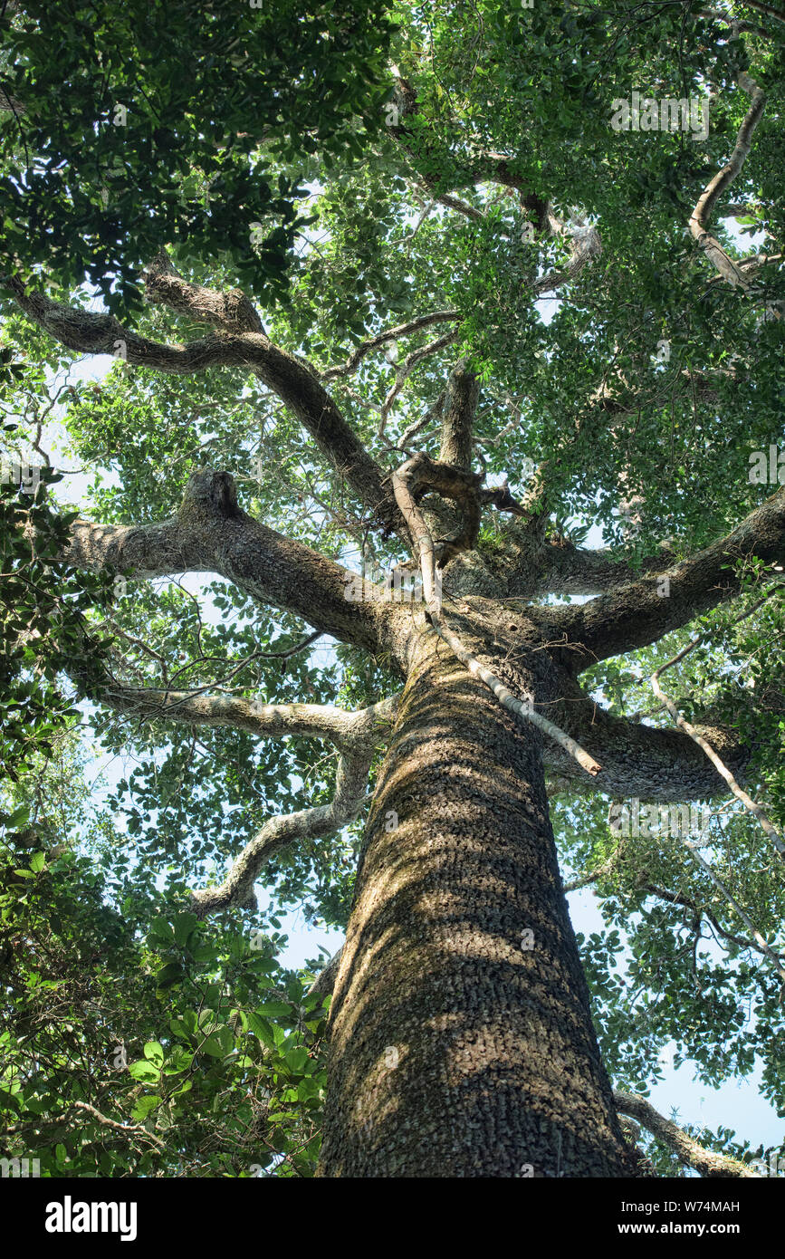 À la recherche à travers la jungle jusqu'à un gigantesque arbre de noix du Brésil, Réserve nationale de Tambopata, Amazonie péruvienne Banque D'Images